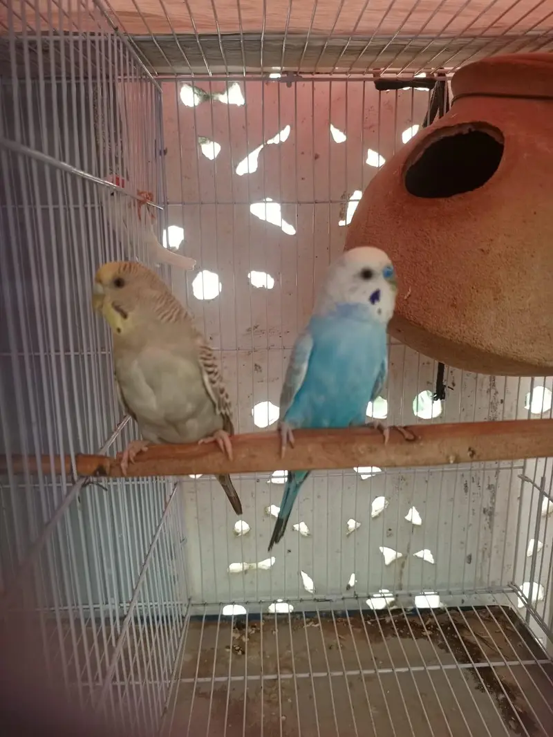 budgies pair — photo 2