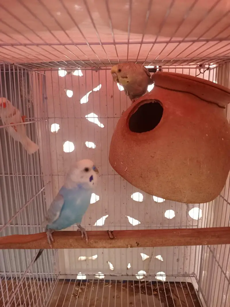 budgies pair — photo 3