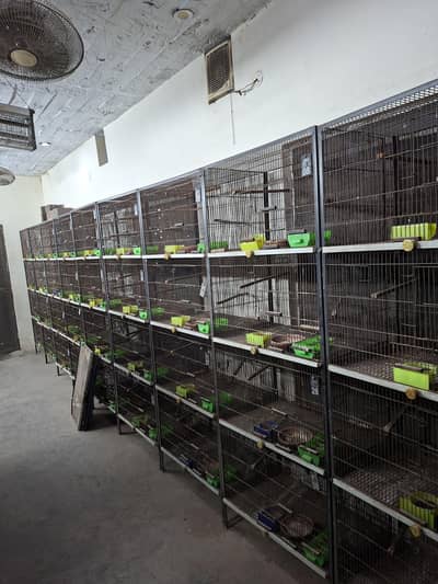 Cages for lovebirds/bujris/finches/pigeons