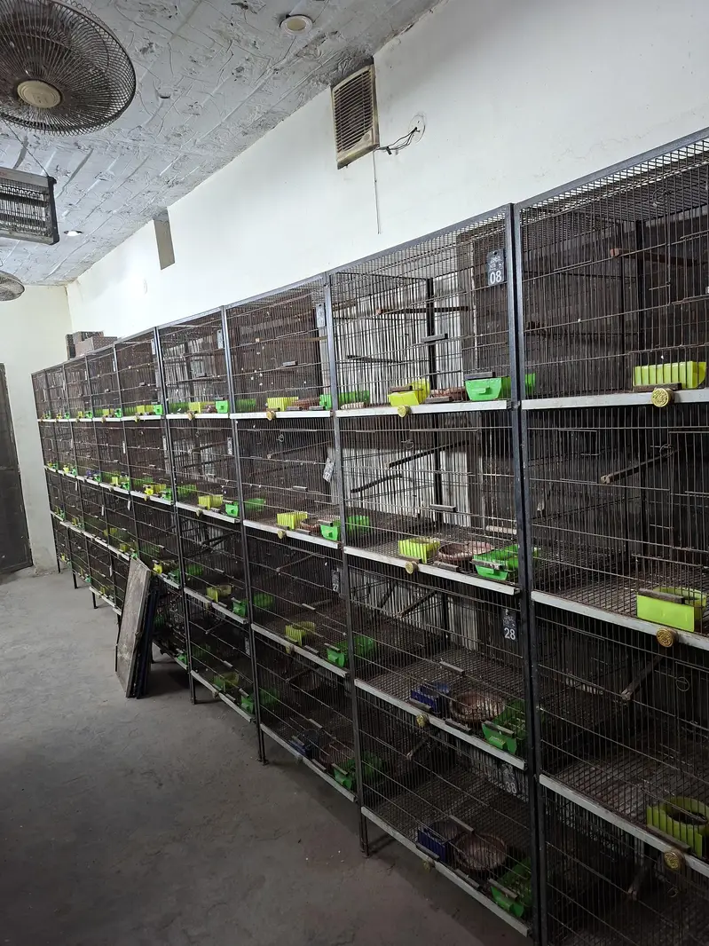 Cages for lovebirds/bujris/finches/pigeons
