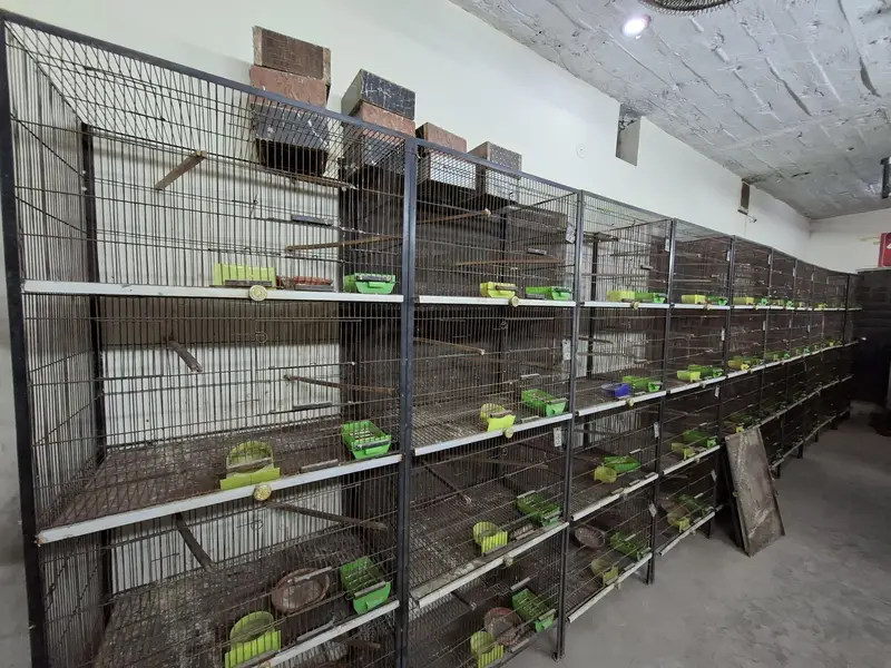 Cages for lovebirds/bujris/finches/pigeons — photo 2
