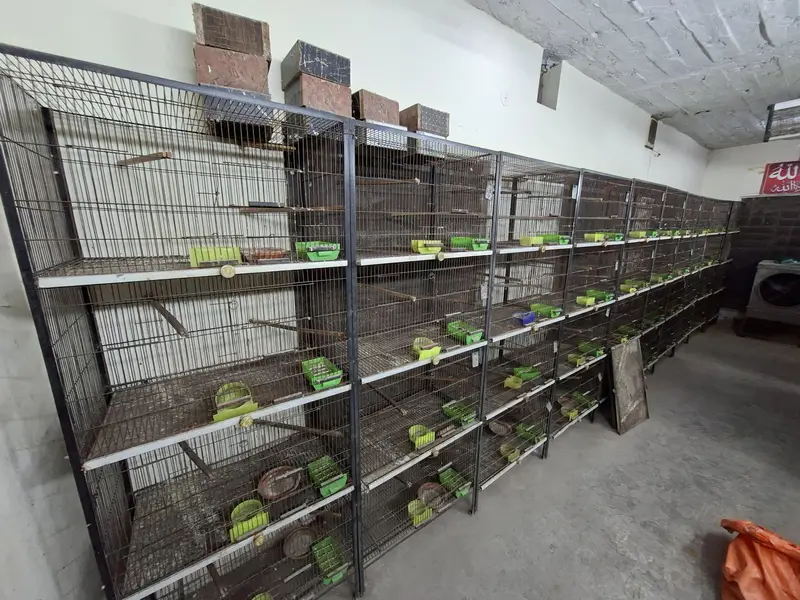 Cages for lovebirds/bujris/finches/pigeons — photo 3