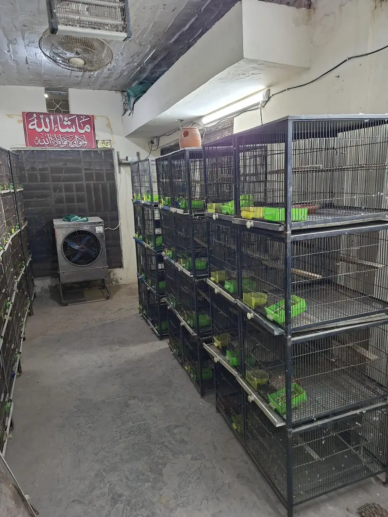 Cages for lovebirds/bujris/finches/pigeons — photo 4