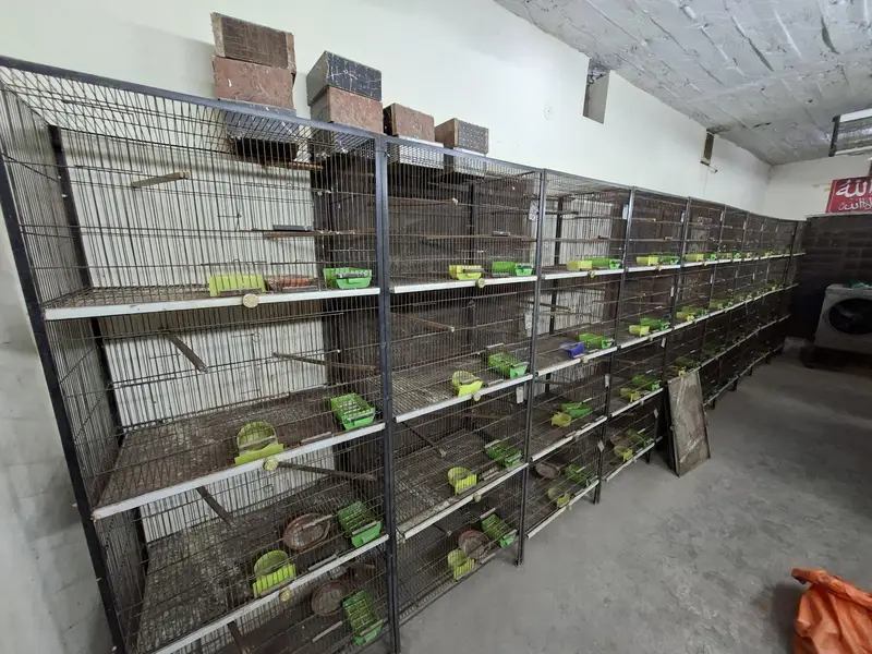 Cages for lovebirds/bujris/finches/pigeons — photo 5