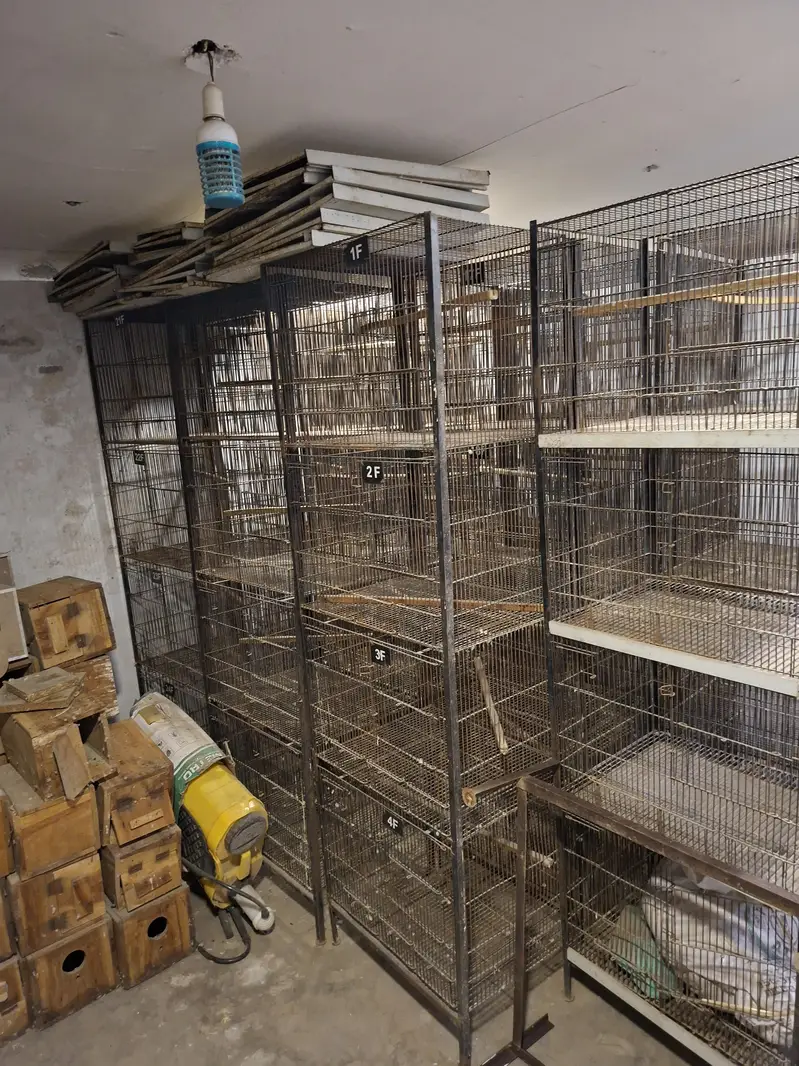 Cages for lovebirds/bujris/finches/pigeons — photo 7