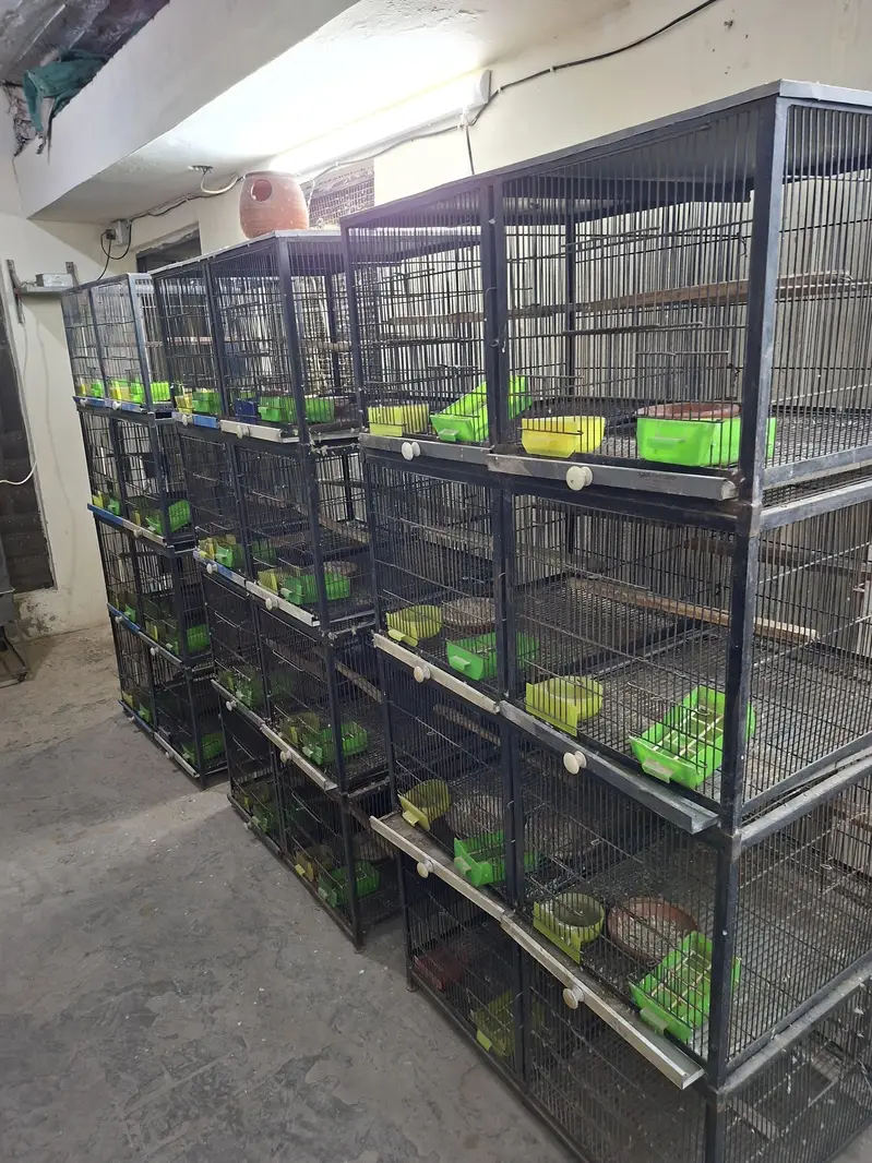 Cages for lovebirds/bujris/finches/pigeons — photo 12