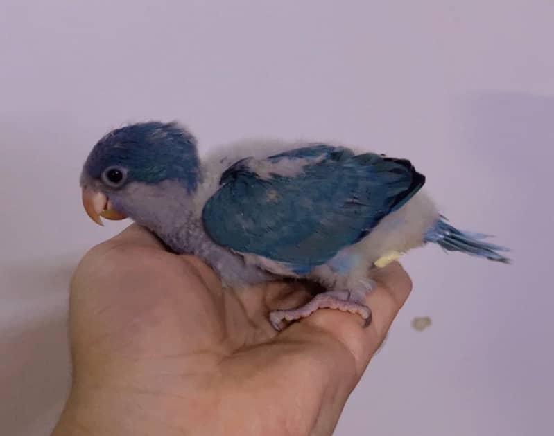 Blue monk chicks 0