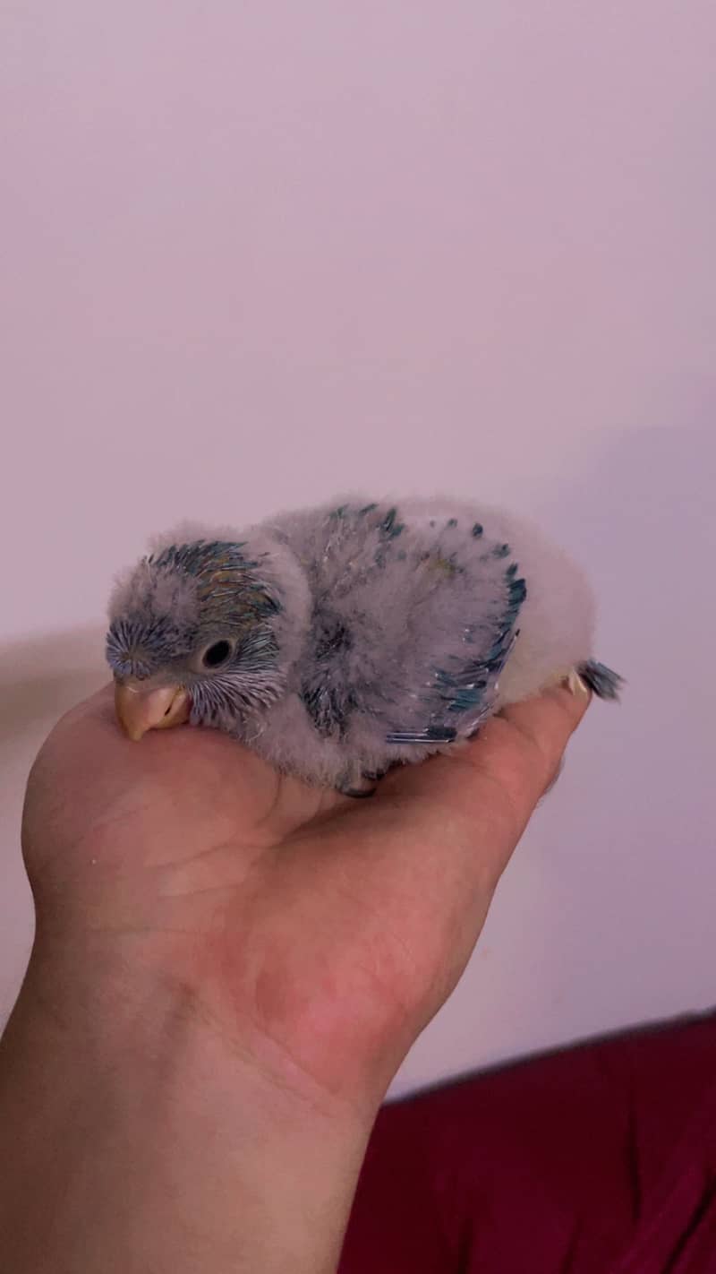 Blue monk chicks 1
