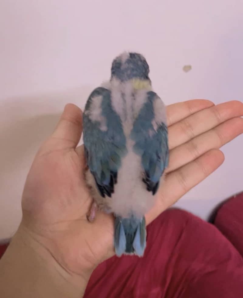 Blue monk chicks 2