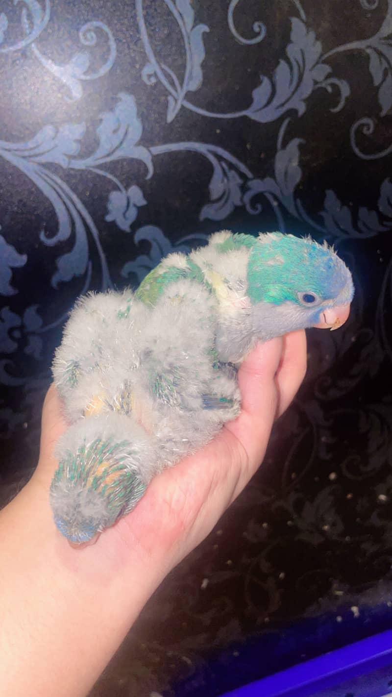 Blue monk chicks 3