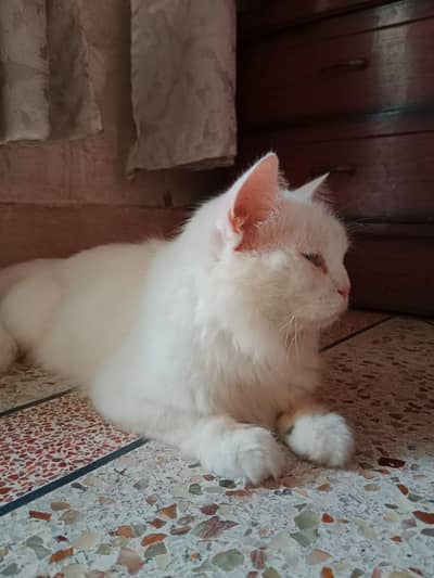 Persian Cat
