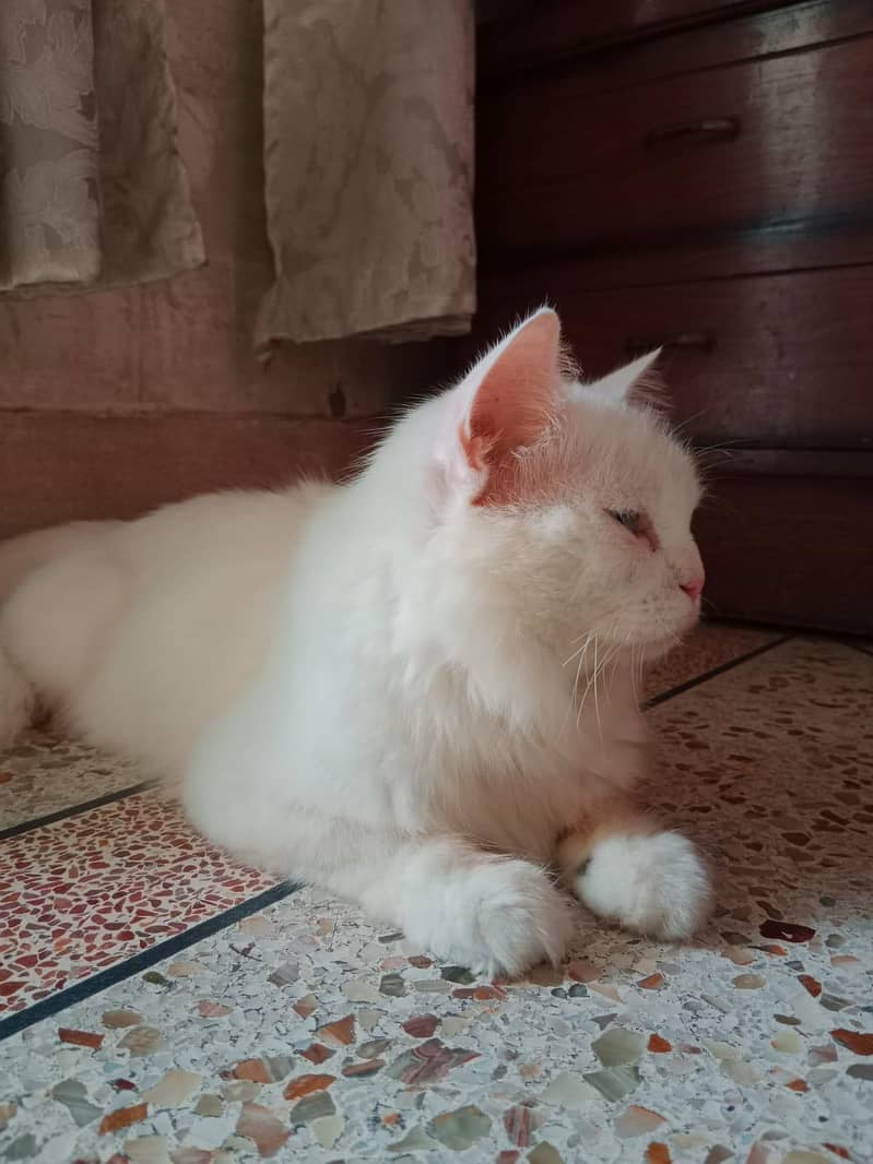 Persian Cat 0