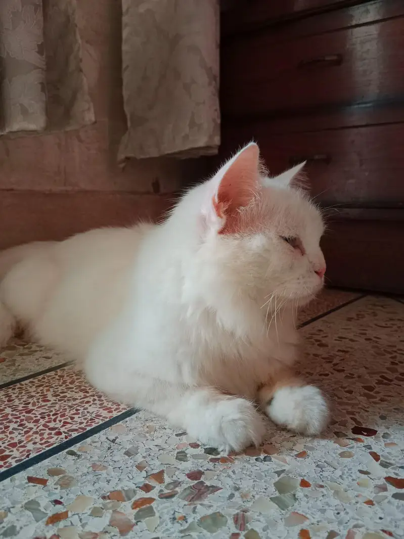 Persian Cat