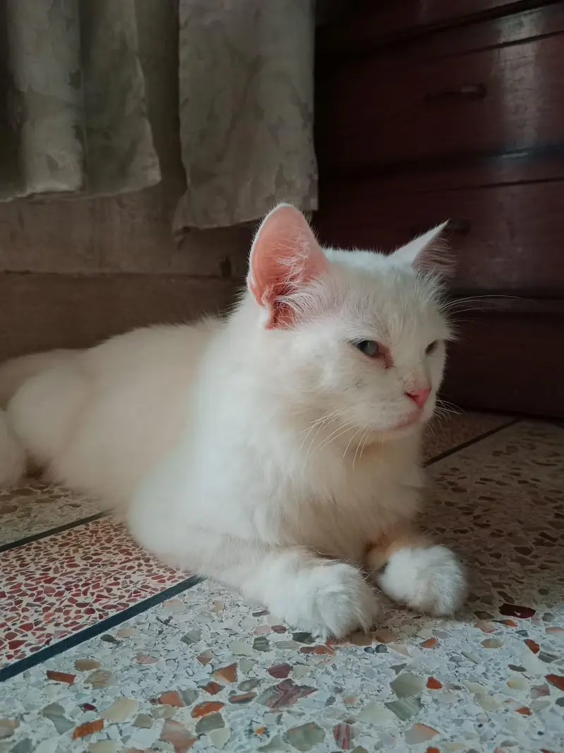 Persian Cat — photo 2