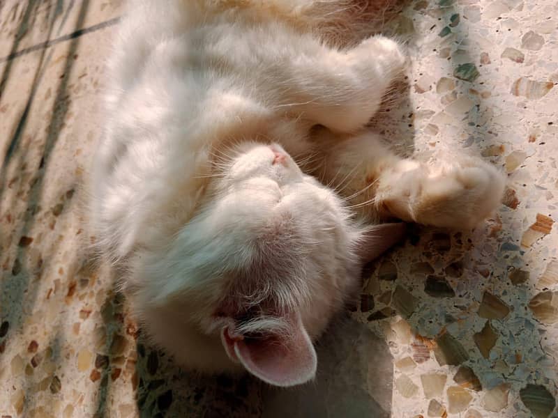 Persian Cat 2