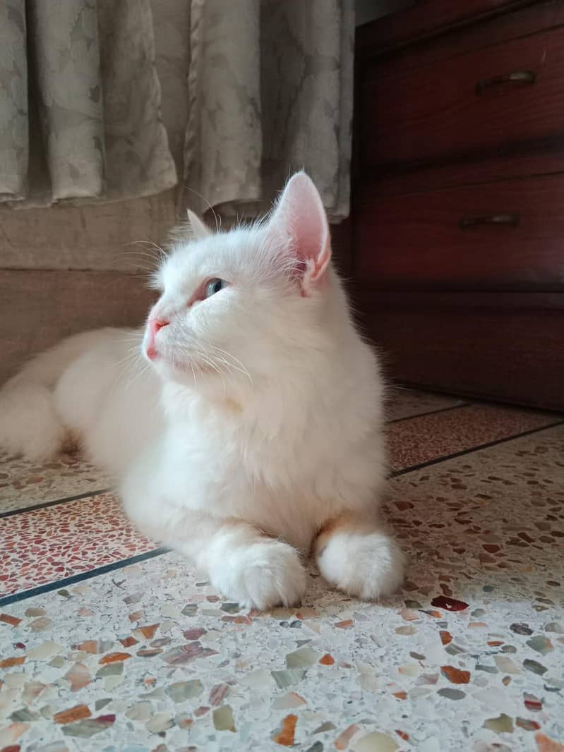 Persian Cat 3