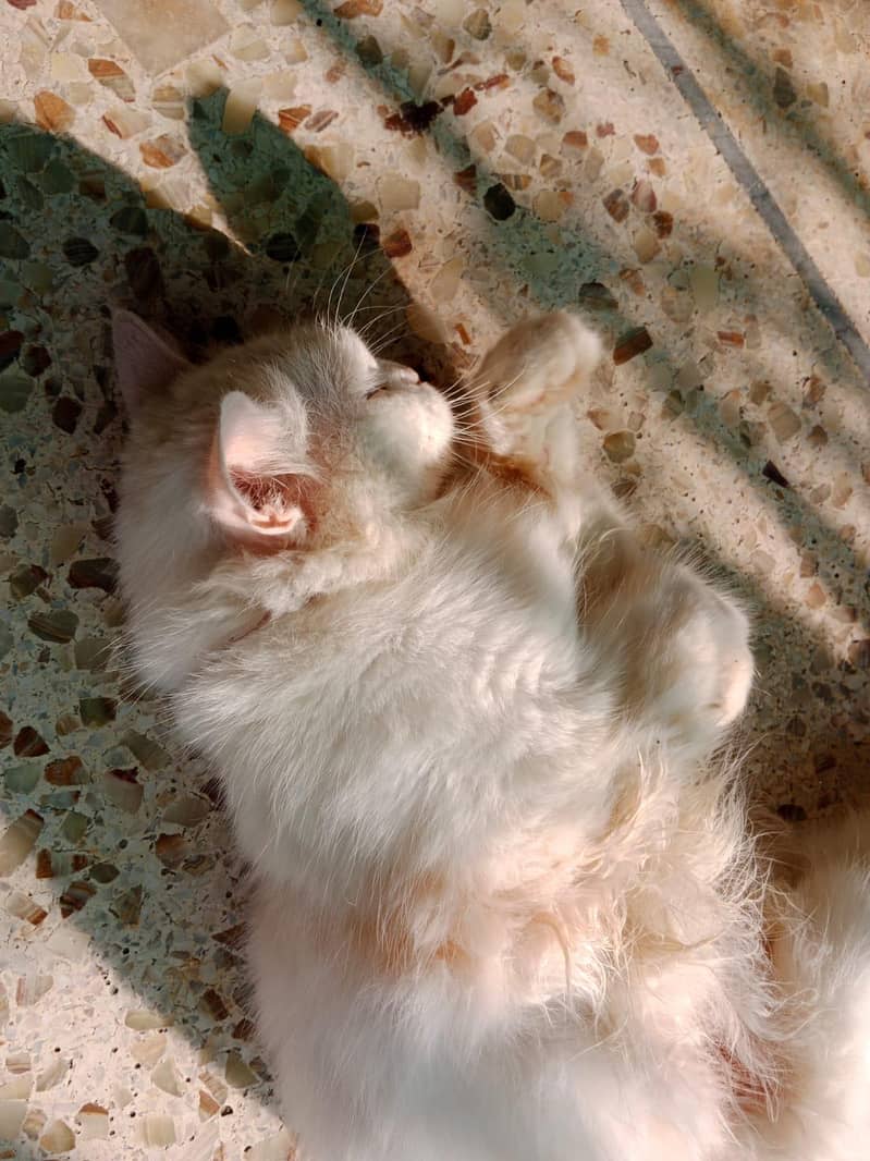 Persian Cat 4
