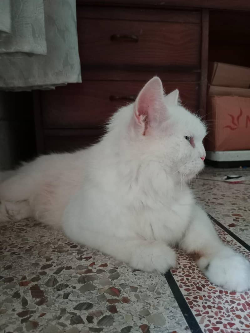 Persian Cat 6