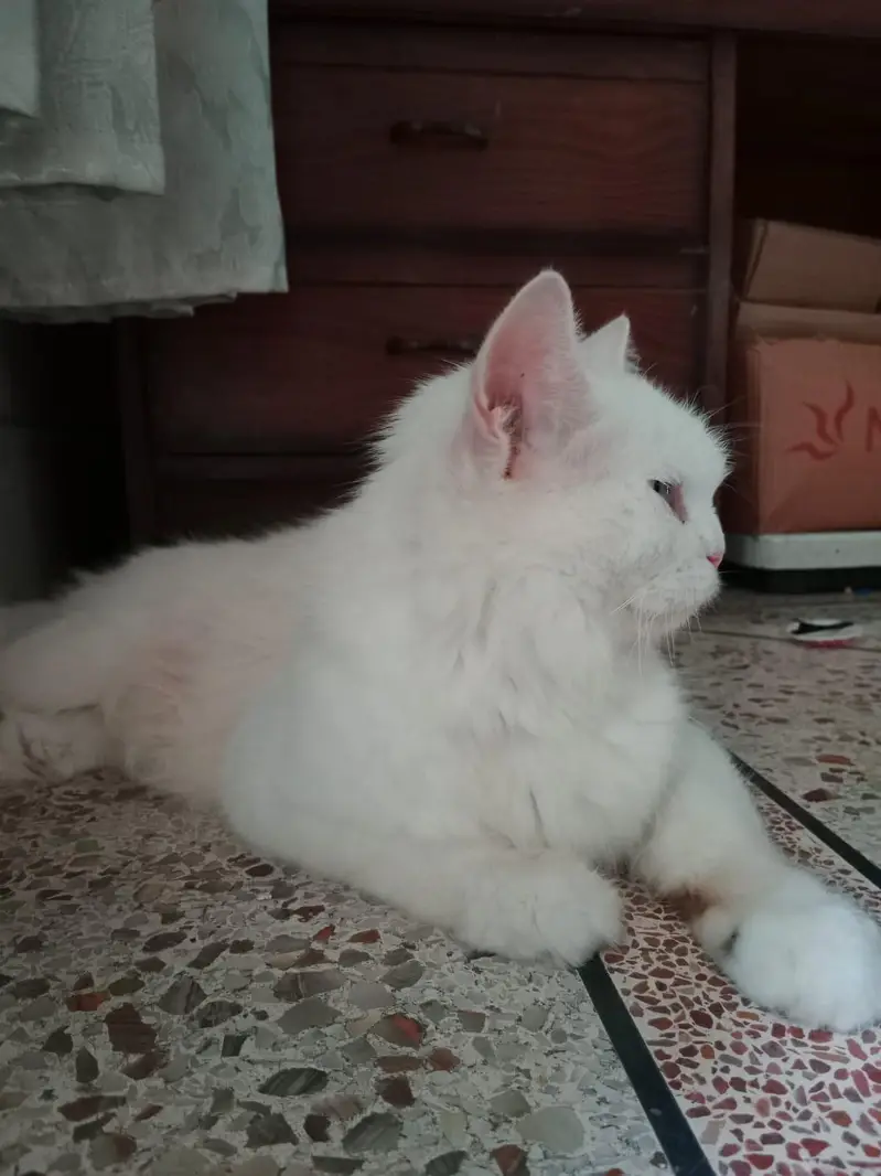 Persian Cat — photo 7