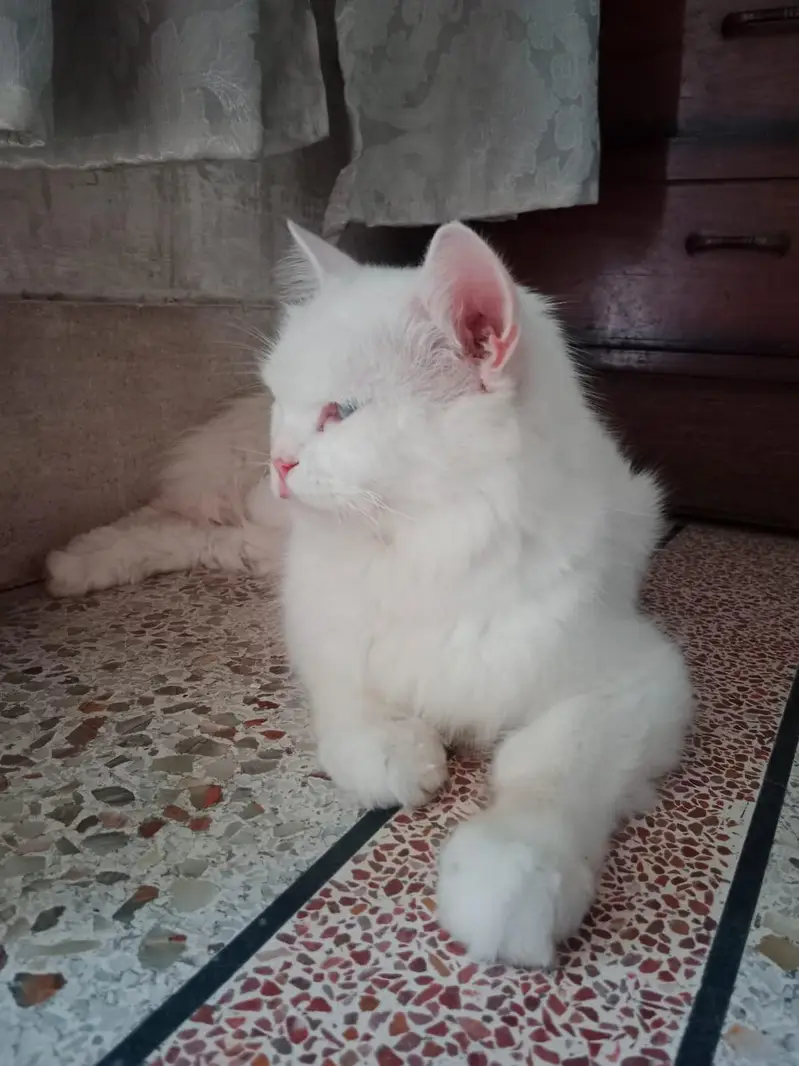 Persian Cat — photo 8