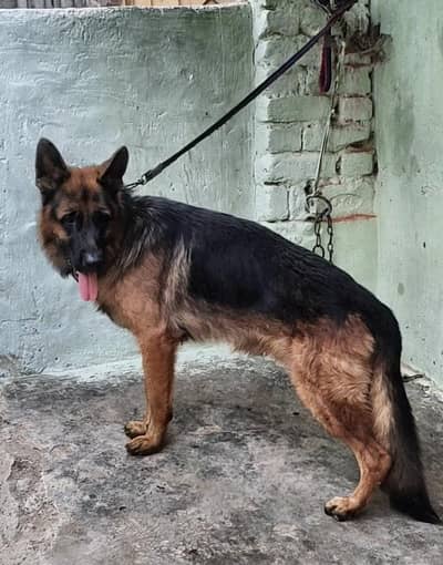 German Shepherd Dog for Sale