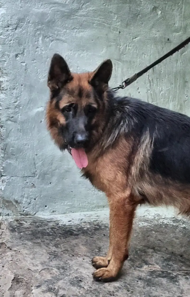 German Shepherd Dog for Sale — photo 2