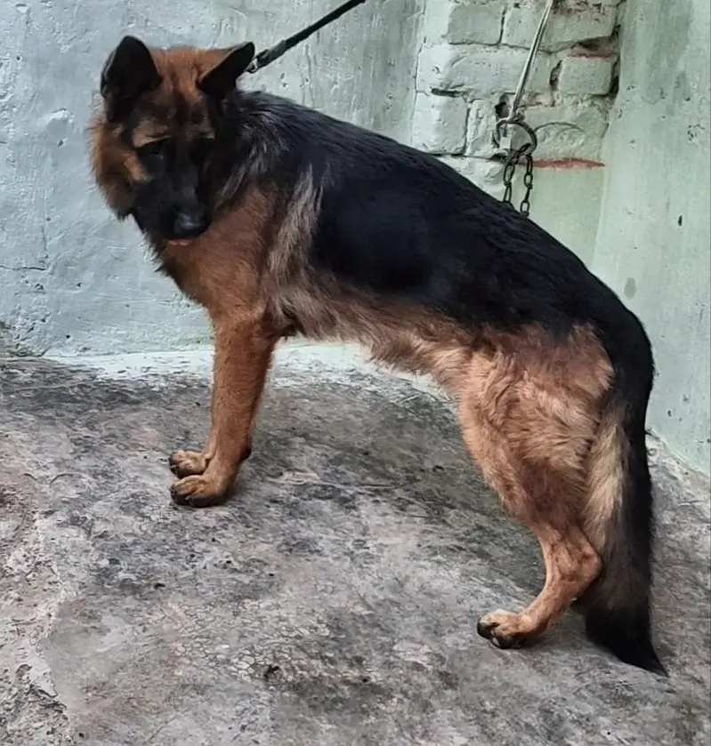 German Shepherd Dog for Sale — photo 3