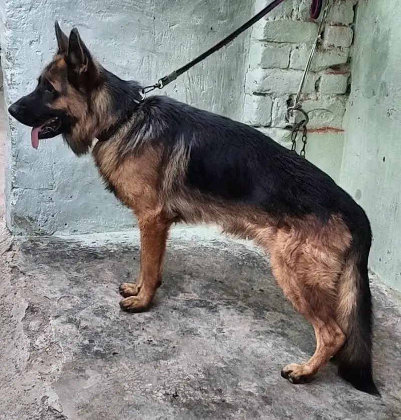 German Shepherd Dog for Sale — photo 4