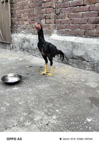 Kamalya Breed Mushka Patha for sale