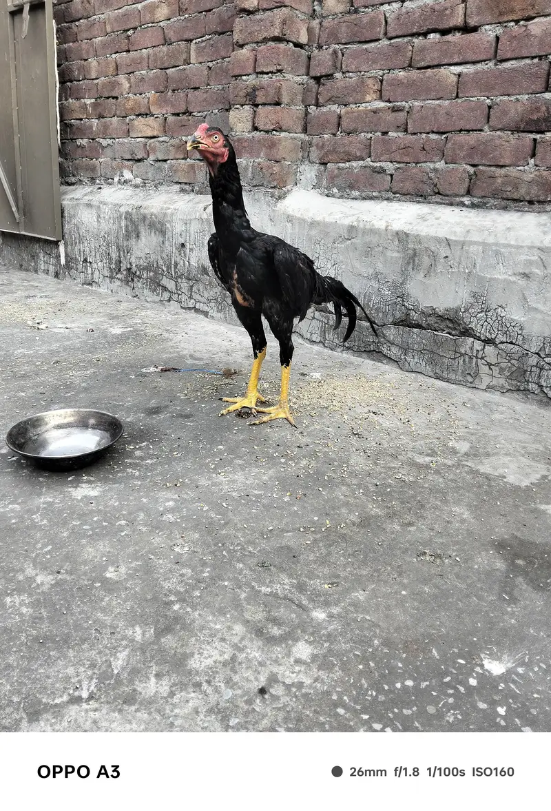 Kamalya Breed Mushka Patha for sale