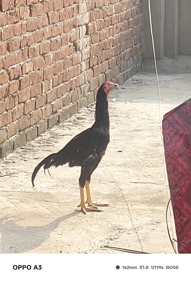 Kamalya Breed Mushka Patha for sale — photo 2