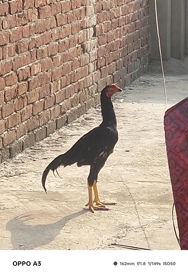 Kamalya Breed Mushka Patha for sale — photo 3