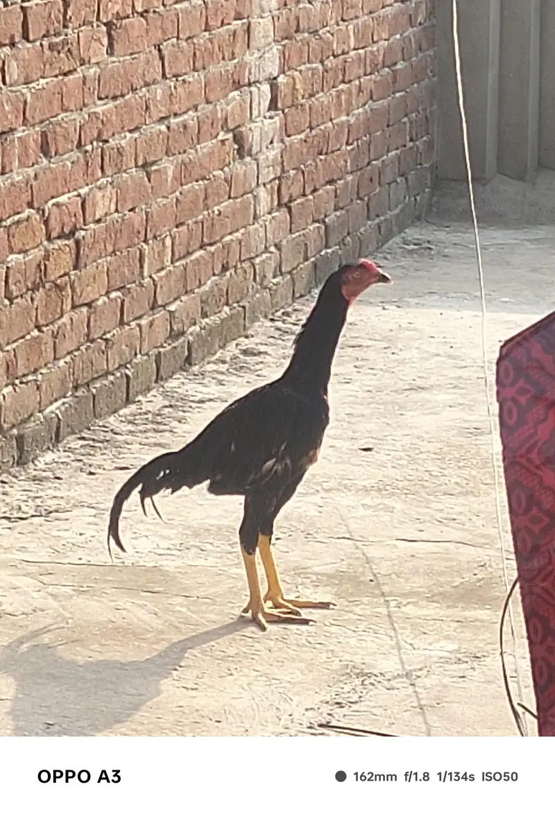 Kamalya Breed Mushka Patha for sale — photo 4