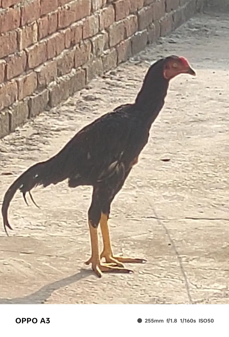 Kamalya Breed Mushka Patha for sale — photo 5