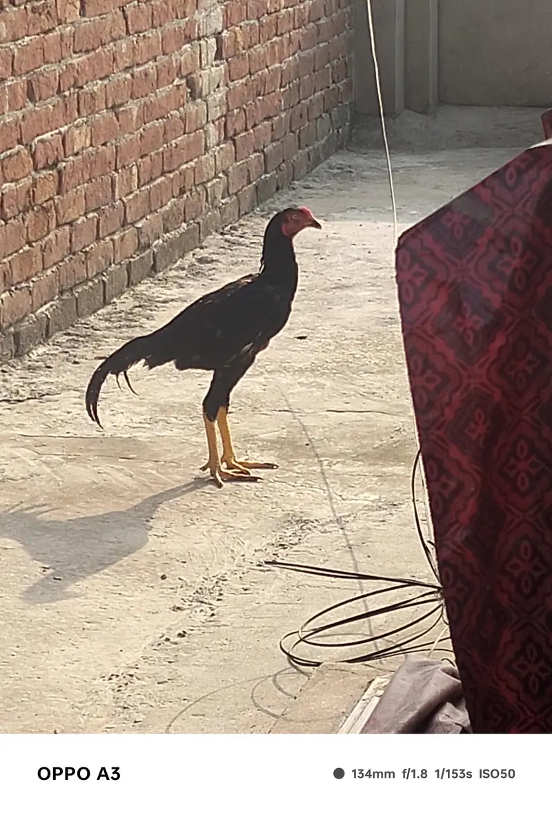 Kamalya Breed Mushka Patha for sale — photo 6