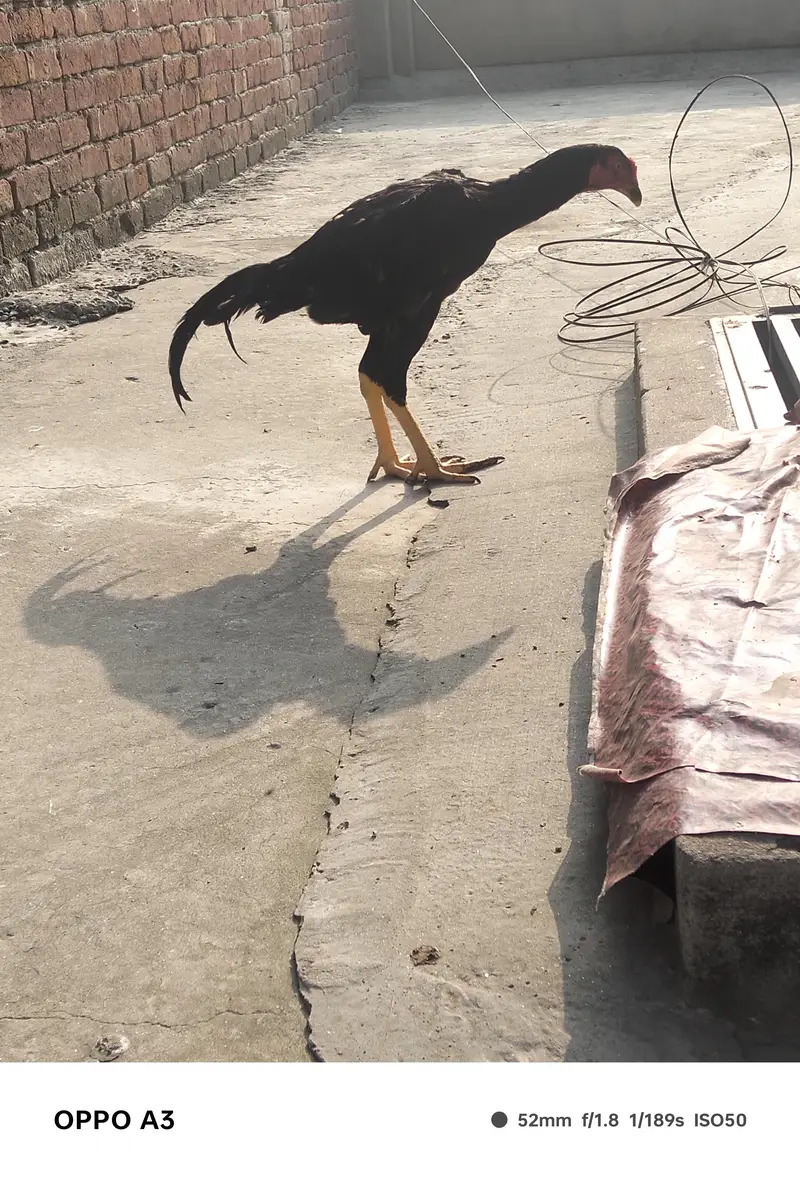 Kamalya Breed Mushka Patha for sale — photo 7
