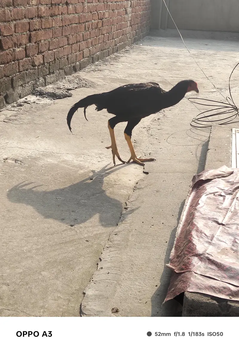 Kamalya Breed Mushka Patha for sale — photo 8