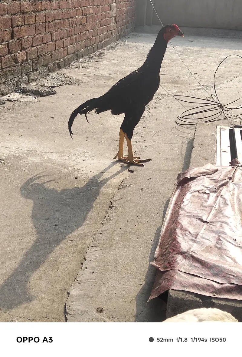 Kamalya Breed Mushka Patha for sale — photo 9