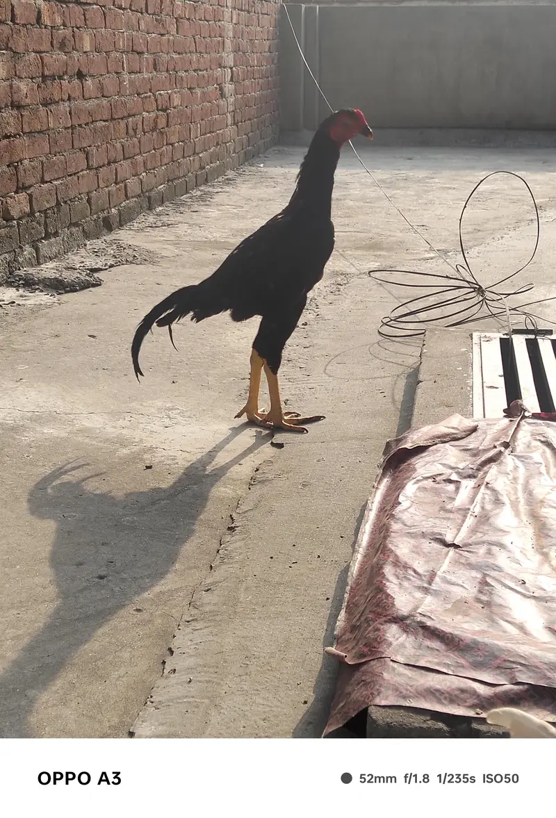 Kamalya Breed Mushka Patha for sale — photo 10