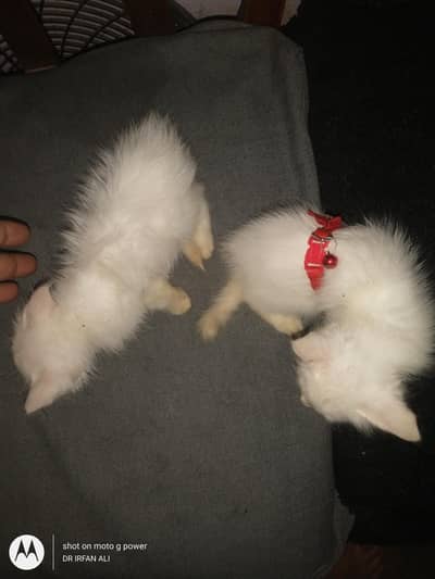 blue eyes cute kittens urgent sale
