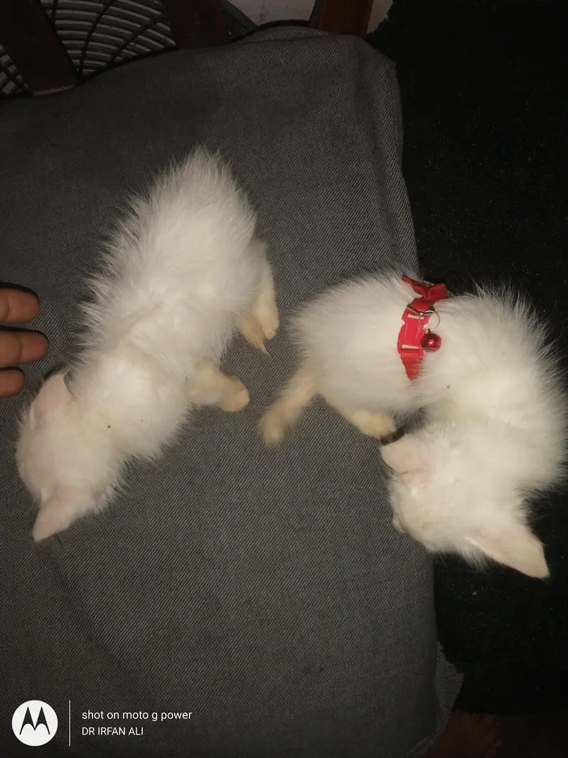 blue eyes cute kittens urgent sale