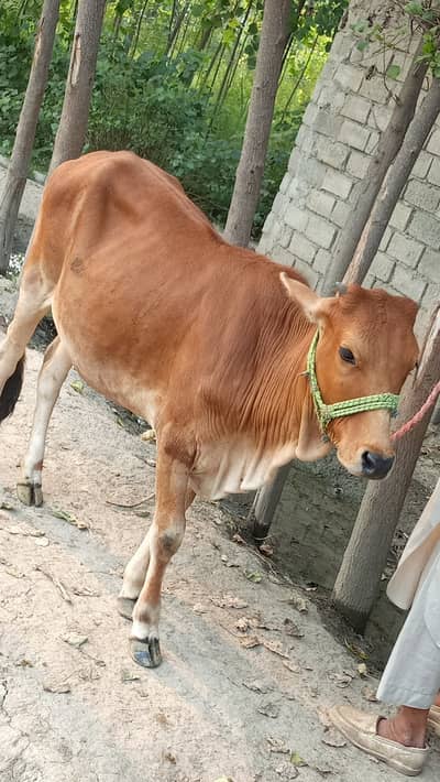 Urgent sale03364142215