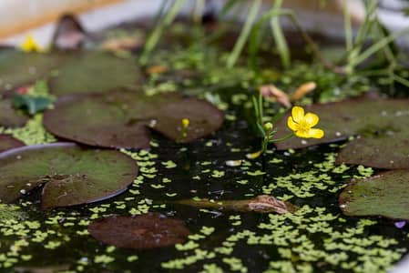 Buy balcony pond aquatic plants or equarium Plants Duckweed,Water Lily