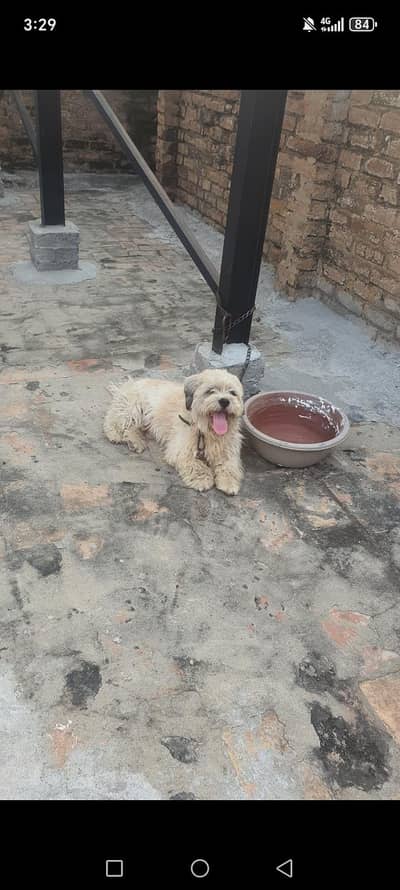 Urgent sale Dog