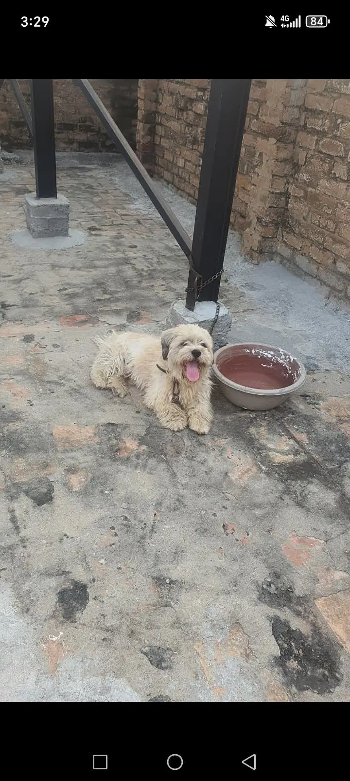 Urgent sale Dog