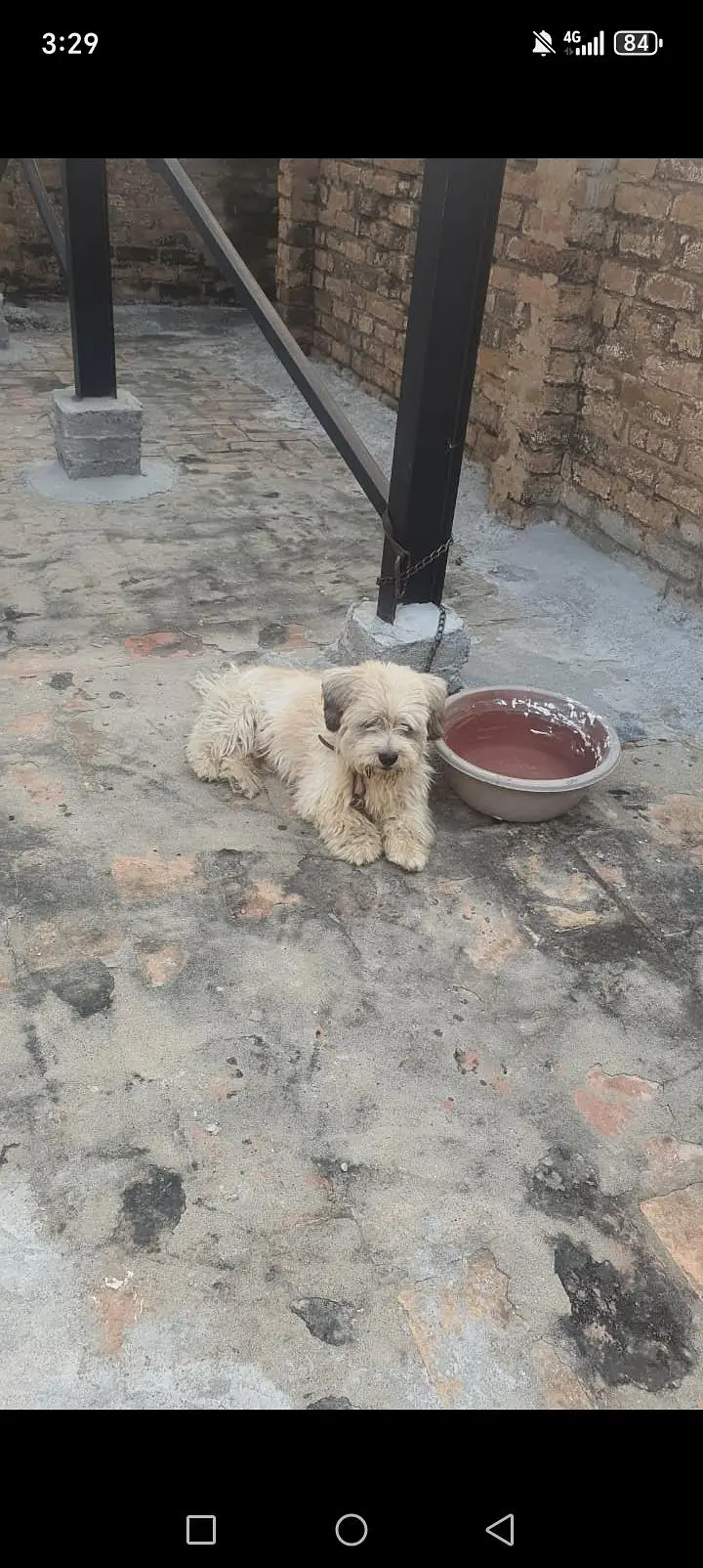 Urgent sale Dog — photo 2