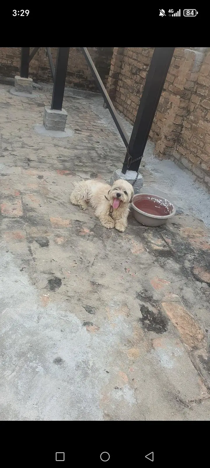 Urgent sale Dog — photo 3