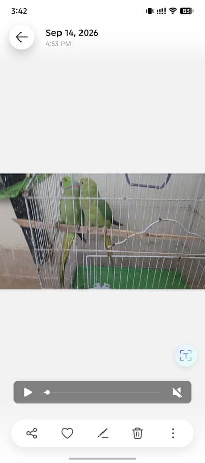 Ringneck pair for sale