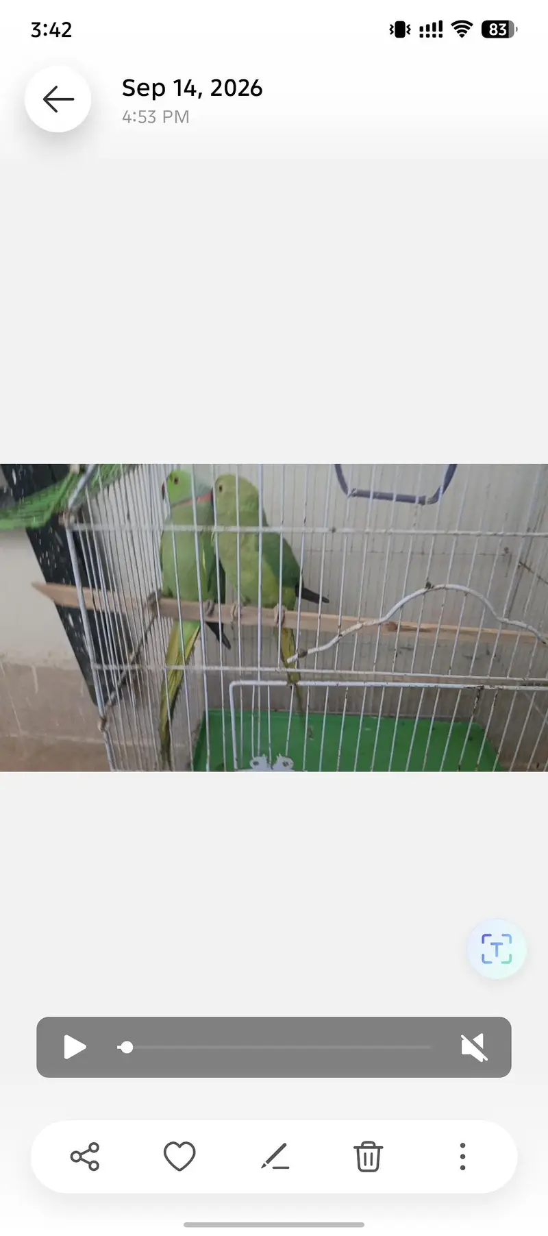 Ringneck pair for sale