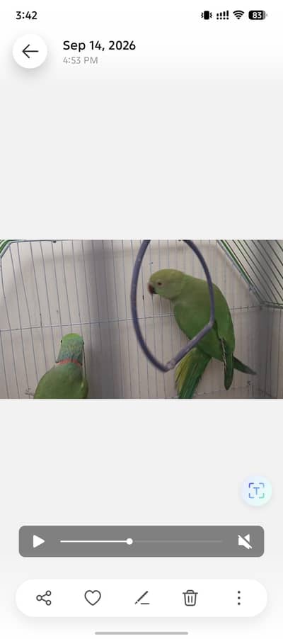 Ringneck pair for sale